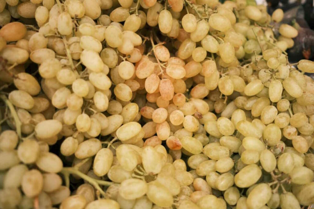 White grapes with seeds and stalks before being pressed to make mosto cotto, the basis of balsamic vinegar.